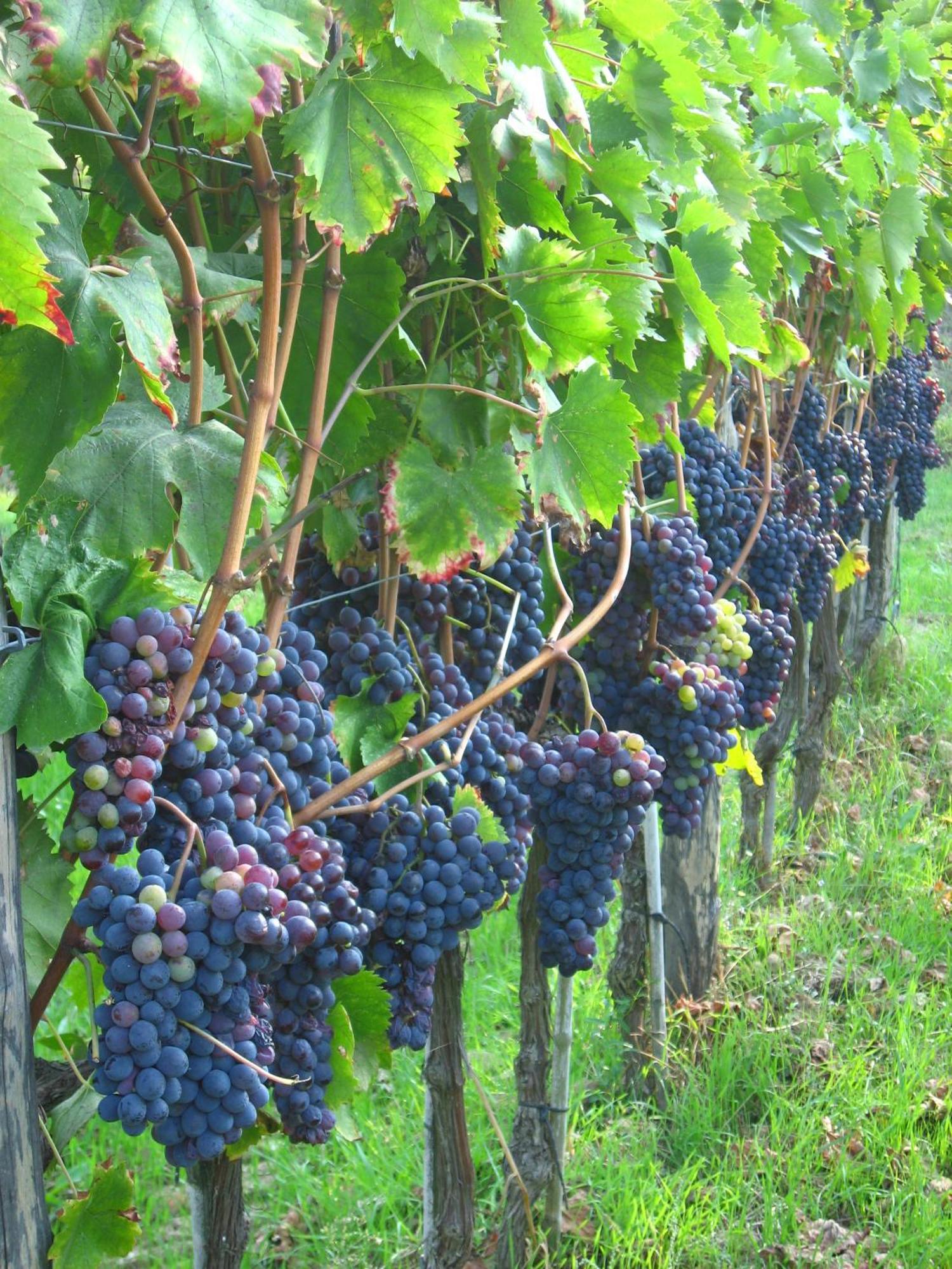 Bauernhof Agriturismo Villani Poderi Nesti & Cupoli *